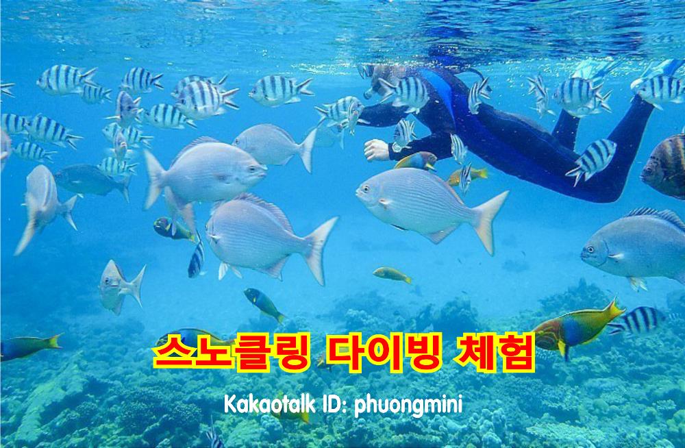 나트랑 섬 투어 혼문 섬 스노클링 - 목선 투어 / 현지 여행사